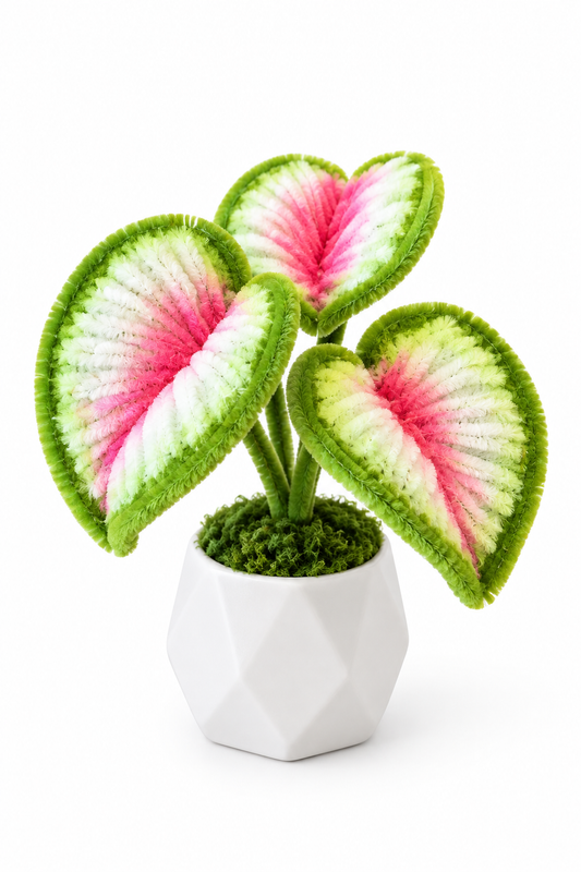 Caladium white background