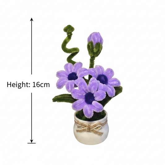 Lilac Daisy with height measurement