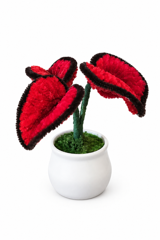 Red Caladium – round pot, white background